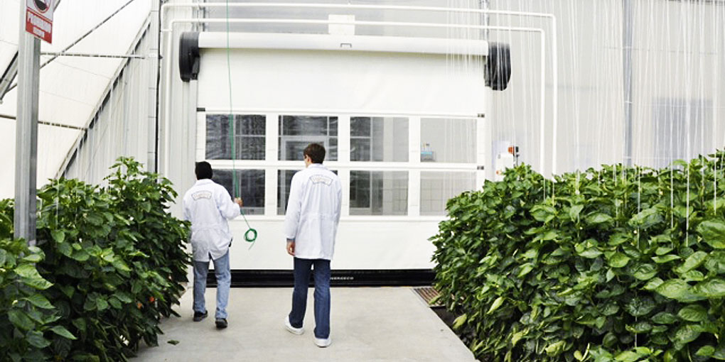Use of rapid automatic doors in greenhouse - Mexico High speed doors for greenhouses